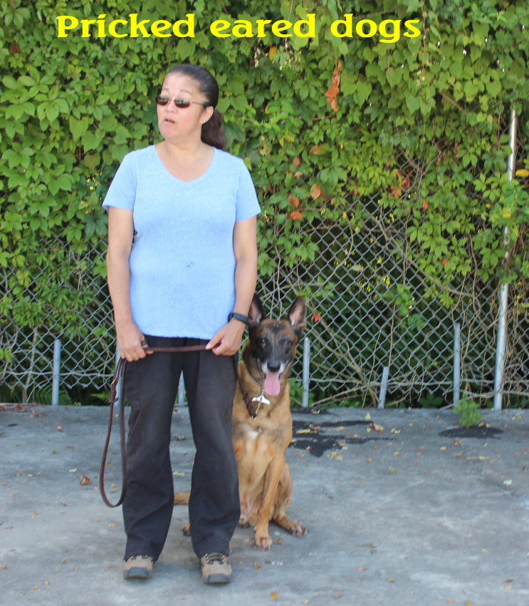 wallace k9 training center